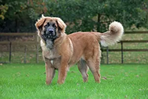 Leonbergers: Dog - Leonberger
