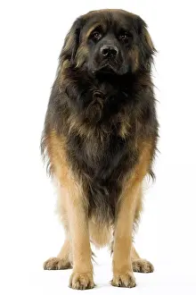 Leonbergers: Dog - Leonberger