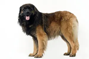 Leonbergers: Dog - Leonberger