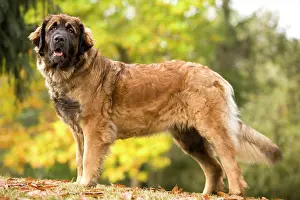 Leonberger: Dog - Leonberger