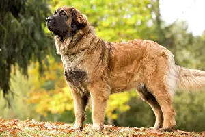 Leonberger: Dog - Leonberger