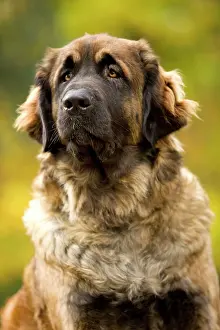 Leonberger: Dog - Leonberger
