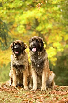 Leonberger: Dog - Leonberger