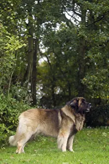 Leonberger: Dog - Leonberger