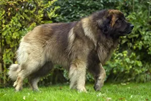 Leonberger: Dog - Leonberger