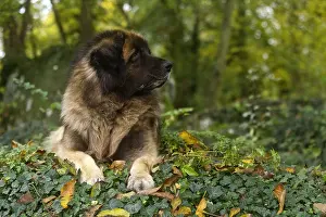 Leonberger: Dog - Leonberger