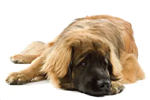 Leonberger: Dog - Leonberger