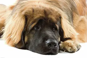 Leonberger: Dog - Leonberger