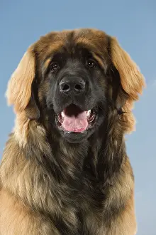 Mastiffs: Dog - Leonberger