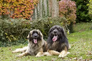 Leonberger: Dog - Leonberger. laying down - mouth open