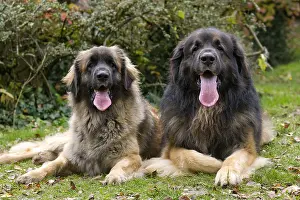 Leonberger: Dog - Leonberger. laying down - mouth open
