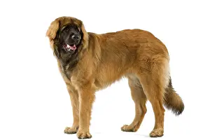 Leonbergers: Dog - Leonberger / Leonberg