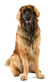 Leonbergers: Dog - Leonberger / Leonberg