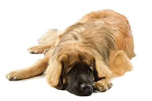 Leonbergers: Dog - Leonberger / Leonberg - lying down