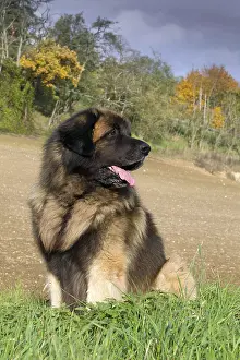 Leonberger: Dog - Leonberger. mouth open
