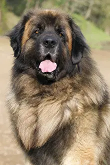 Leonberger: Dog - Leonberger. mouth open