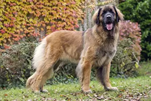 Leonberger: Dog - Leonberger. mouth open