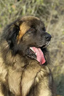 Leonberger: Dog - Leonberger. mouth open