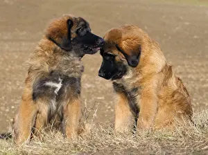 Leonberger: Dog - Leonberger - puppies