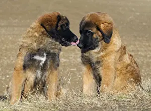 Leonberger: Dog - Leonberger - puppies