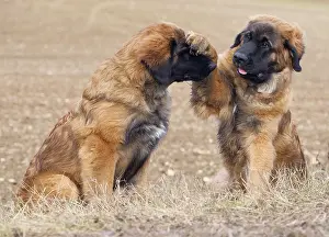 Leonberger: Dog - Leonberger - puppies playing