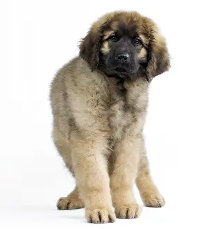 Leonberger: Dog - Leonberger - puppy