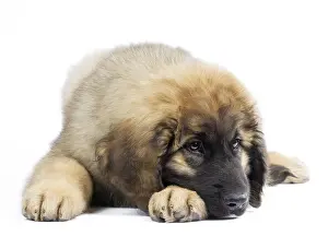 Leonberger: Dog - Leonberger - puppy laying down
