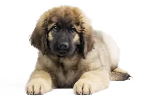 Leonberger: Dog - Leonberger. puppy laying down