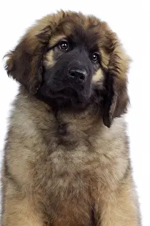 Leonberger: Dog - Leonberger. puppy - portrait