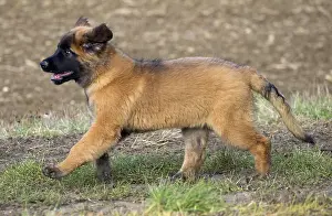 Leonberger: Dog - Leonberger - puppy running