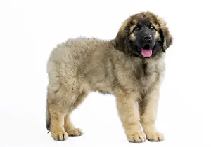 Leonberger: Dog - Leonberger - puppy standing - mouth open