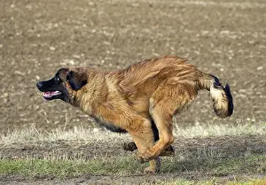 Leonberger: Dog - Leonberger - running