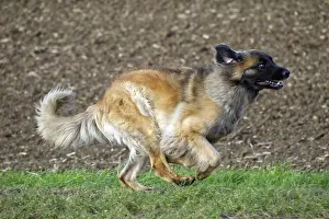 Leonberger: Dog - Leonberger. running