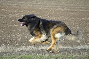 Leonberger: Dog - Leonberger. running