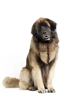 Leonberger: Dog - Leonberger. sitting - studio