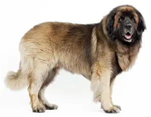 Leonberger: Dog - Leonberger. standing - studio