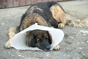 Unwell: Dog - Leonberger - wearing Elizabethan / Surgical collar