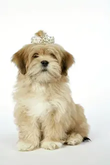 Tiara: DOG - Lhasa Apso - 12 week old puppy