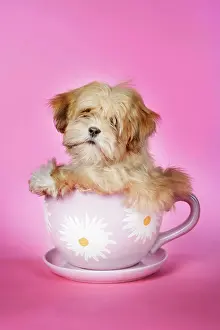 Cups: Dog - Lhasa Apso - 12 week old puppy in a big teacup