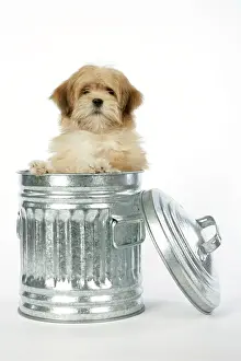 Dustbin: DOG - Lhasa Apso - 12 week old puppy in dustbin