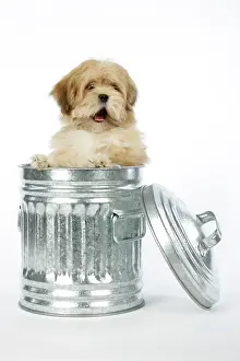 Dustbin: DOG - Lhasa Apso - 12 week old puppy in dustbin