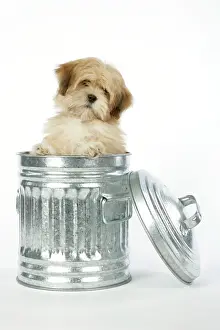 Dustbin: DOG - Lhasa Apso - 12 week old puppy in dustbin