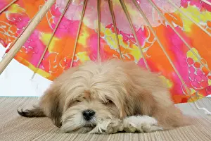 Parasols: DOG - Lhasa Apso - 12 week old puppy lying under parasol