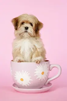 Cups: DOG - Lhasa Apso - 12 week old puppy in tea cup