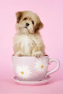 Cups: DOG - Lhasa Apso - 12 week old puppy in tea cup