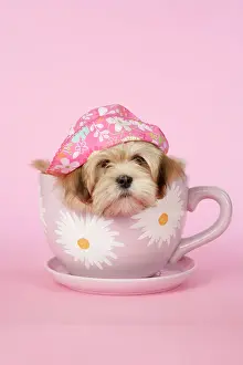 Cups: DOG - Lhasa Apso - 12 week old puppy in tea cup
