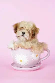 Cups: DOG - Lhasa Apso - 12 week old puppy in tea cup