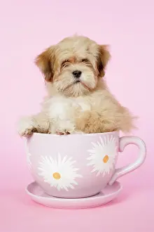 Cups: DOG - Lhasa Apso - 12 week old puppy in tea cup