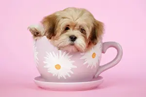 Cups: DOG - Lhasa Apso - 12 week old puppy in tea cup
