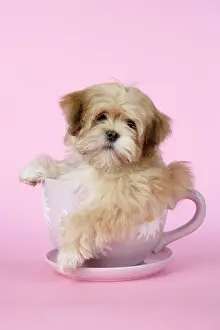 Cups: DOG - Lhasa Apso - 12 week old puppy in tea cup